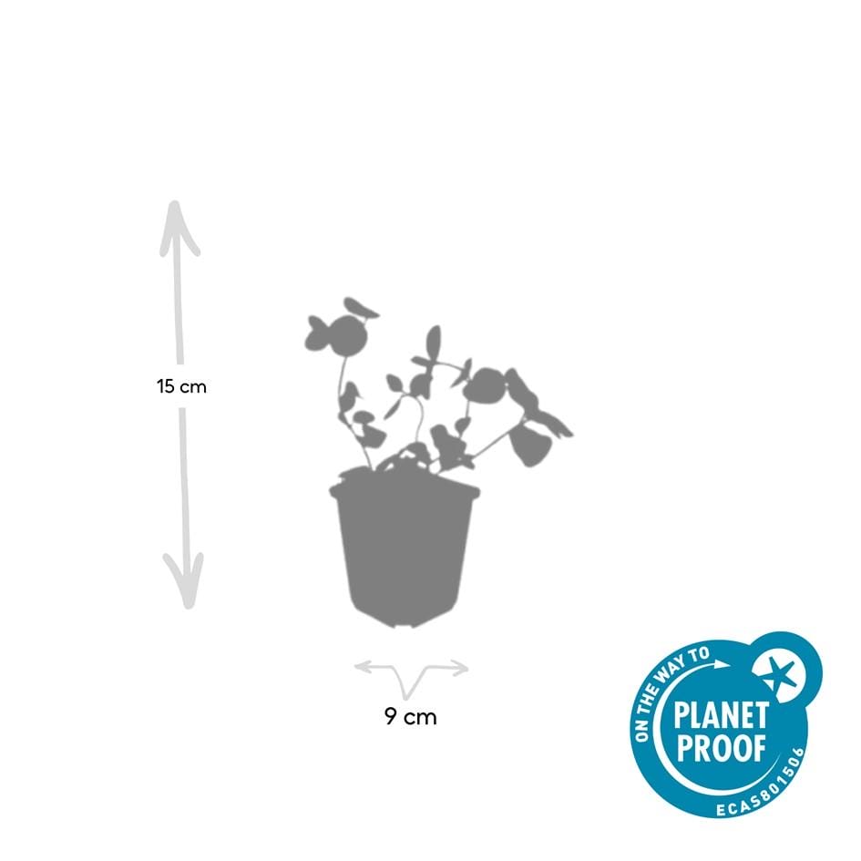 12X Vinca Major - ↕10-25Cm - Ø9Cm - Afbeelding 5