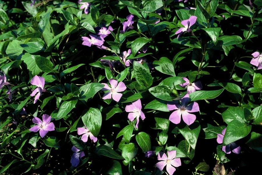 12X Vinca Major - ↕10-25Cm - Ø9Cm - Afbeelding 6