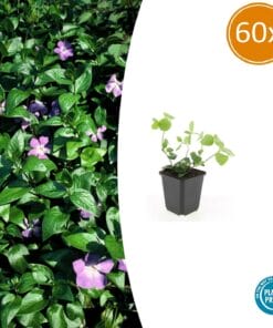 60X Vinca Major - ↕10-25Cm - Ø9Cm