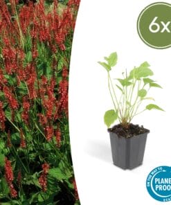 6X Persicaria Amplexicaulis - ↕10-25Cm - Ø9Cm