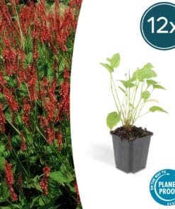 12X Persicaria Amplexicaulis - ↕10-25Cm - Ø9Cm