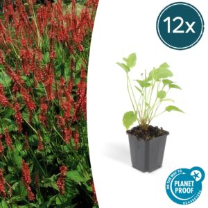 12X Persicaria Amplexicaulis - ↕10-25Cm - Ø9Cm