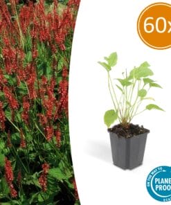 60X Persicaria Amplexicaulis - ↕10-25Cm - Ø9Cm