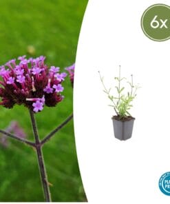 6X Verbena Bon. 'Lollipop' - ↕10-25Cm - Ø9Cm