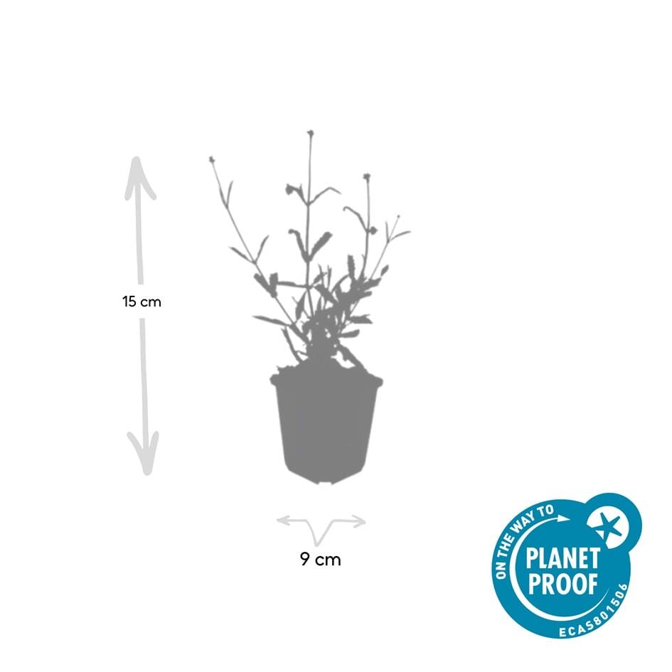 6X Verbena Bon. 'Lollipop' - ↕10-25Cm - Ø9Cm - Afbeelding 3