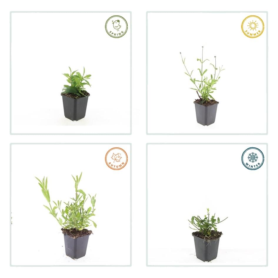 6X Verbena Bon. 'Lollipop' - ↕10-25Cm - Ø9Cm - Afbeelding 4