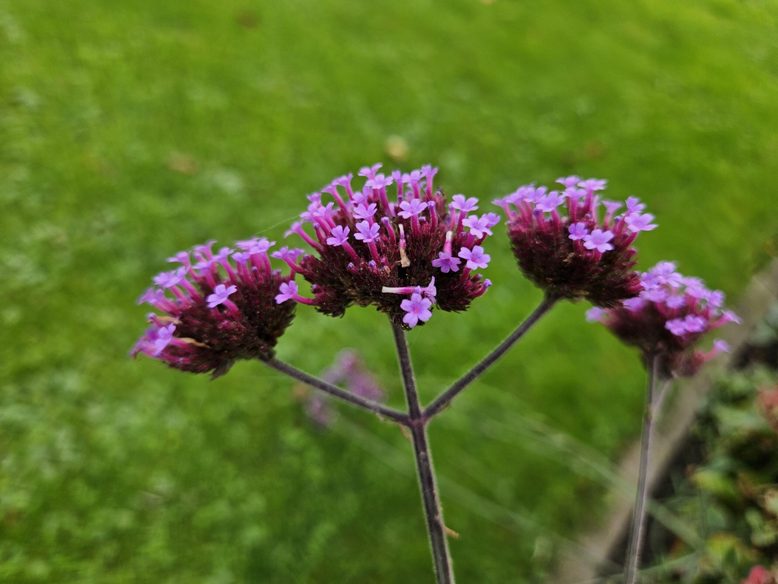 6X Verbena Bon. 'Lollipop' - ↕10-25Cm - Ø9Cm - Afbeelding 5