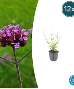 12X Verbena Bon. 'Lollipop' - ↕10-25Cm - Ø9Cm