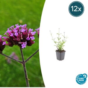 12X Verbena Bon. 'Lollipop' - ↕10-25Cm - Ø9Cm