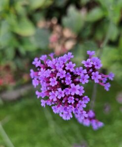 12X Verbena Bon. 'Lollipop' - ↕10-25Cm - Ø9Cm - Afbeelding 5