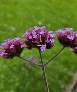 12X Verbena Bon. 'Lollipop' - ↕10-25Cm - Ø9Cm - Afbeelding 6