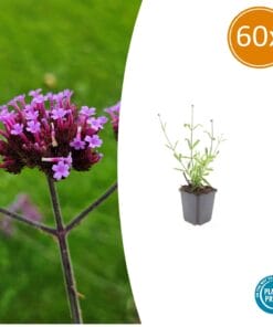 60X Verbena Bon. 'Lollipop' - ↕10-25Cm - Ø9Cm