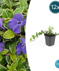 12X Vinca Minor 'Argenteovariegata' - ↕10-25Cm - Ø9Cm