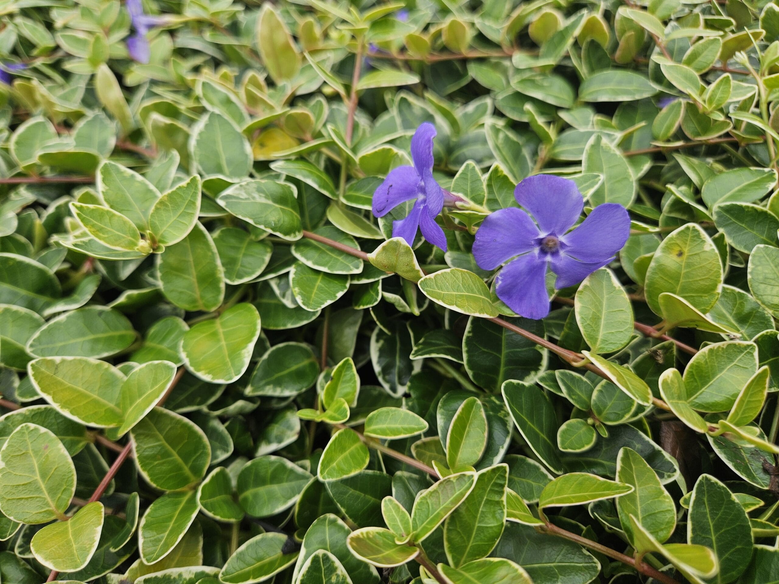 20X Vinca Minor 'Argenteovariegata' - ↕10-25Cm - Ø9Cm - Afbeelding 3