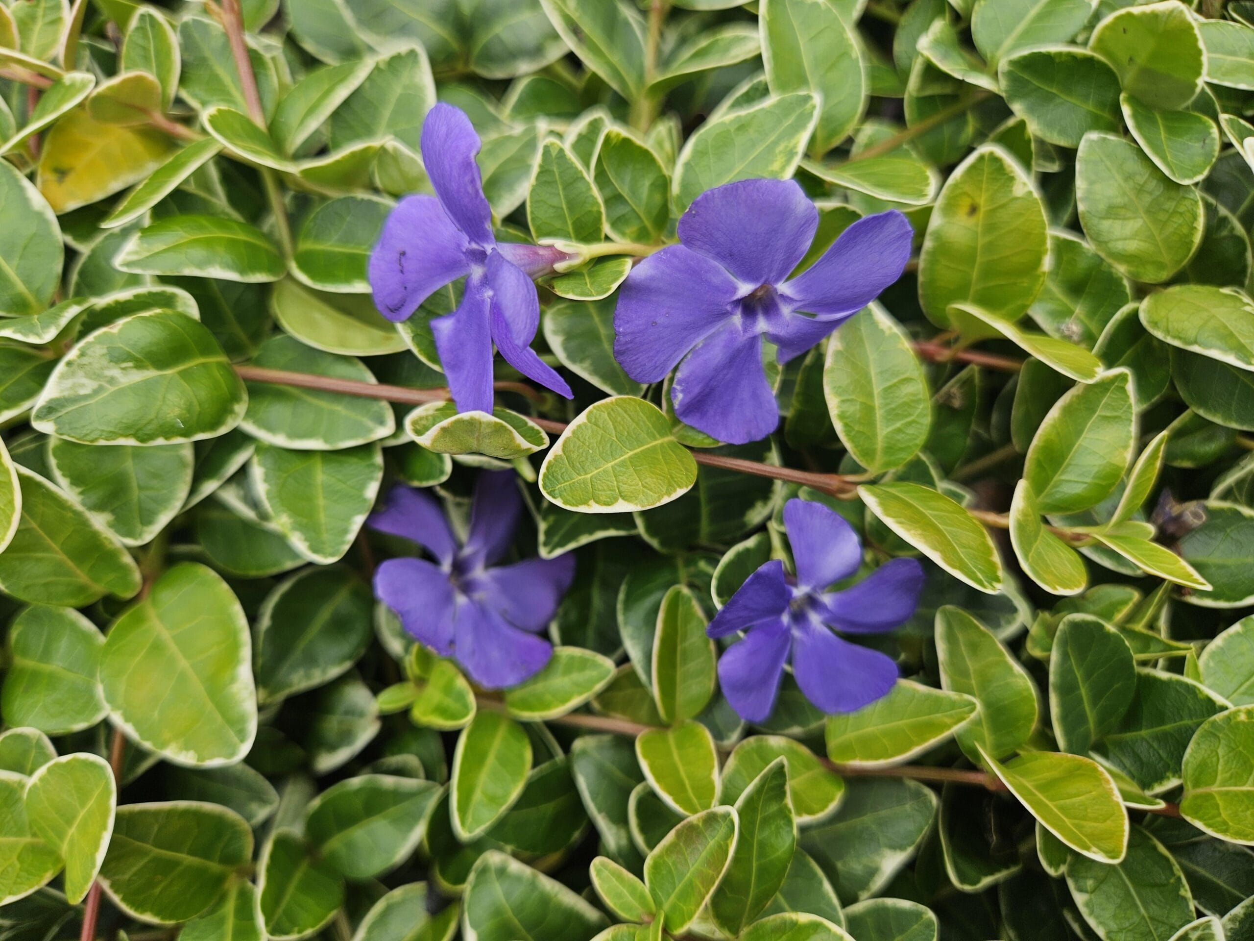 20X Vinca Minor 'Argenteovariegata' - ↕10-25Cm - Ø9Cm - Afbeelding 5