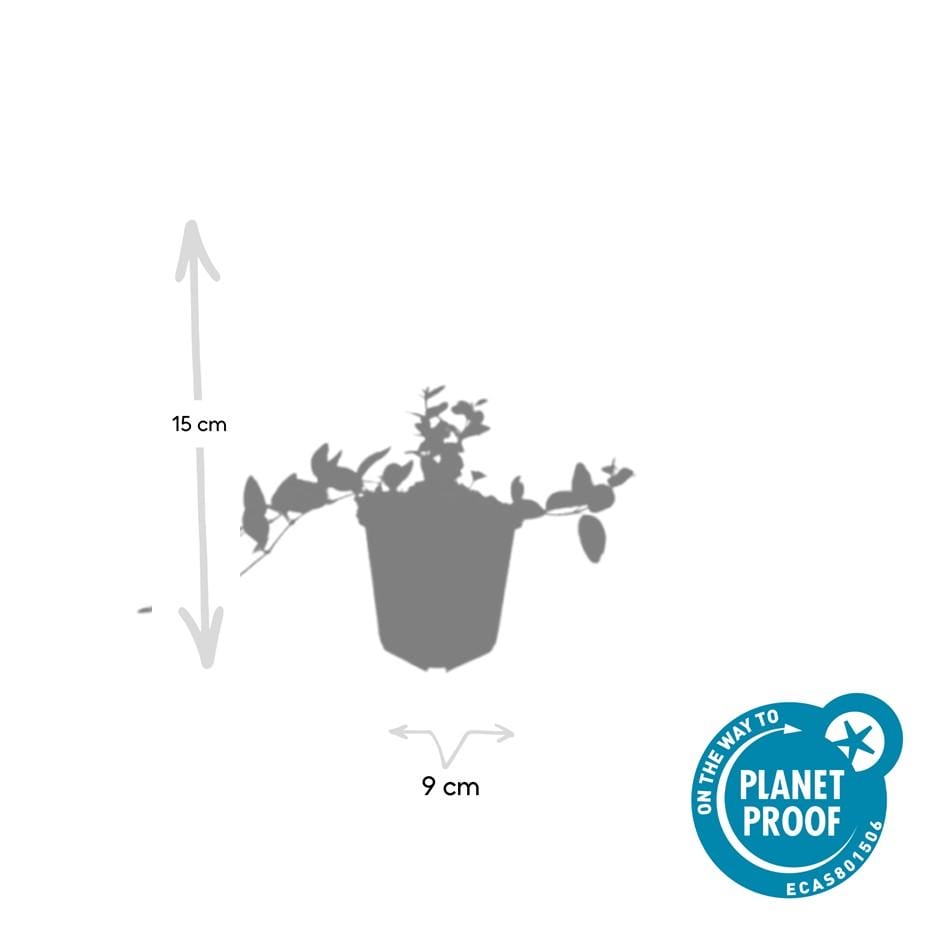 60X Vinca Minor 'Argenteovariegata' - ↕10-25Cm - Ø9Cm - Afbeelding 3