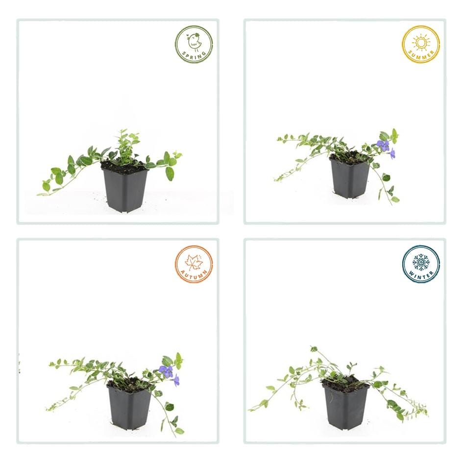 60X Vinca Minor 'Argenteovariegata' - ↕10-25Cm - Ø9Cm - Afbeelding 4