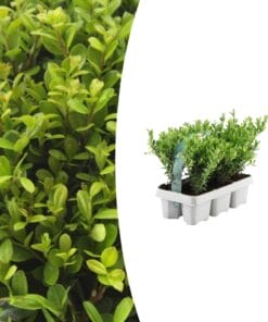 1X 6 Pack Ilex Crenata 'Jenny' - 6 X Ø7 Cm - ↕15 Cm