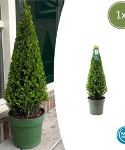 1X Ilex Piramide 55 Cm Hoog |  Ø  21 Cm