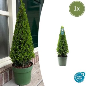 1X Ilex Piramide 55 Cm Hoog |  Ø  21 Cm