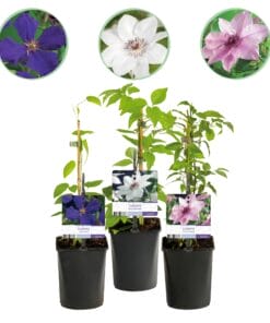 Klimplant - Clematis Tricolour  - Bloem Roze Wit Paars - 3 Planten - Pot 11Cm Hoogte 40Cm