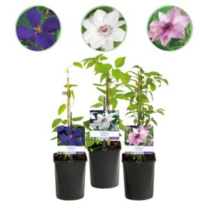 Klimplant - Clematis Tricolour  - Bloem Roze Wit Paars - 3 Planten - Pot 11Cm Hoogte 40Cm