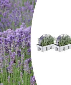 2X 6 Pack Lavendel Angustifolia - Ø7 Cm - ↕15 Cm