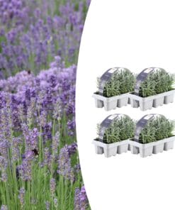 4X 6 Pack Lavendel Angustifolia - Ø7 Cm - ↕15 Cm