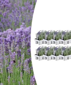 8 X 6 Pack Lavendel Angustifolia - Ø7 Cm - ↕15 Cm