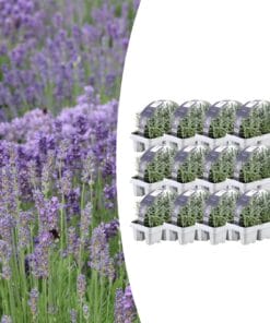 12 X 6 Pack Lavendel Angustifolia - Ø7 Cm - ↕15 Cm