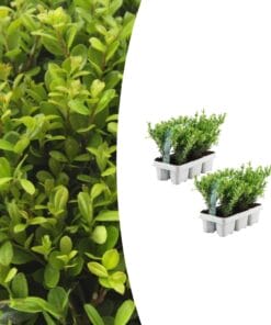2 X 6 Pack Ilex Crenata 'Jenny' - Ø7 Cm - ↕15 Cm