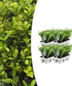 4 X 6 Pack Ilex Crenata 'Jenny' - Ø7 Cm - ↕15 Cm