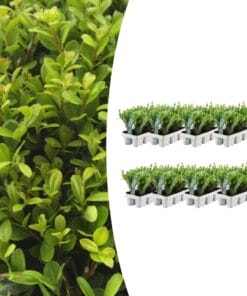 8 X 6 Pack Ilex Crenata 'Jenny' - Ø7 Cm - ↕15 Cm
