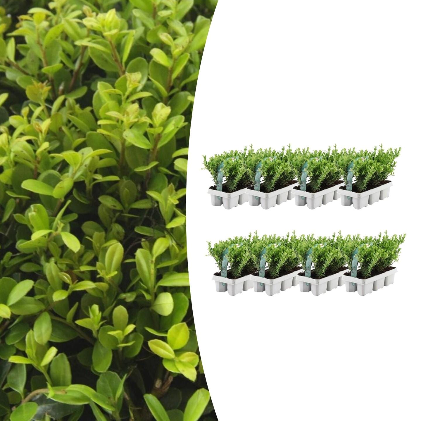 8 X 6 Pack Ilex Crenata 'Jenny' - Ø7 Cm - ↕15 Cm