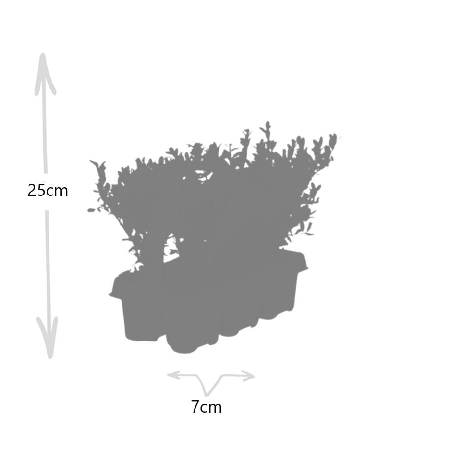 8 X 6 Pack Ilex Crenata 'Jenny' - Ø7 Cm - ↕15 Cm - Afbeelding 3