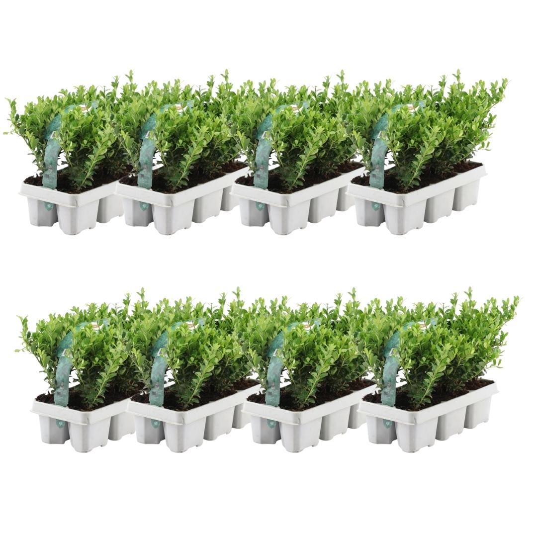8 X 6 Pack Ilex Crenata 'Jenny' - Ø7 Cm - ↕15 Cm - Afbeelding 5