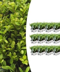 12 X 6 Pack Ilex Crenata 'Jenny' - Ø7 Cm - ↕15 Cm