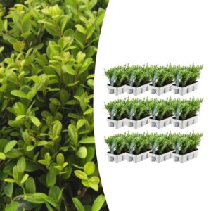 12 X 6 Pack Ilex Crenata 'Jenny' - Ø7 Cm - ↕15 Cm