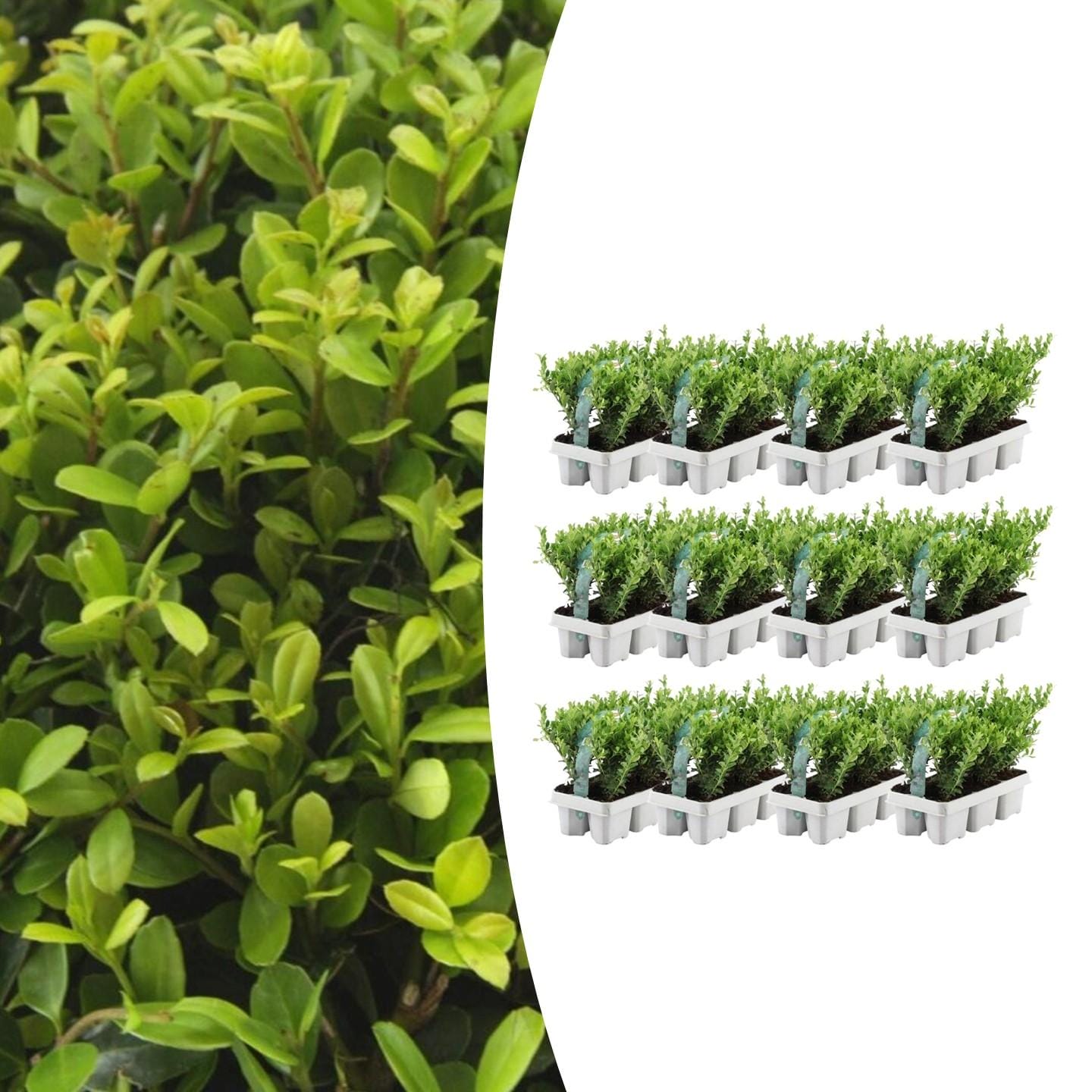 12 X 6 Pack Ilex Crenata 'Jenny' - Ø7 Cm - ↕15 Cm