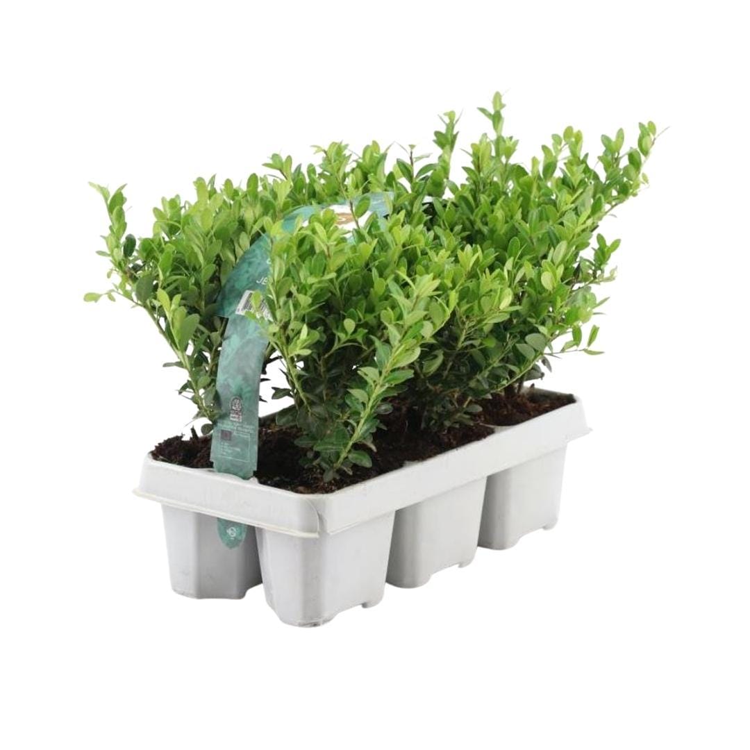 12 X 6 Pack Ilex Crenata 'Jenny' - Ø7 Cm - ↕15 Cm - Afbeelding 2