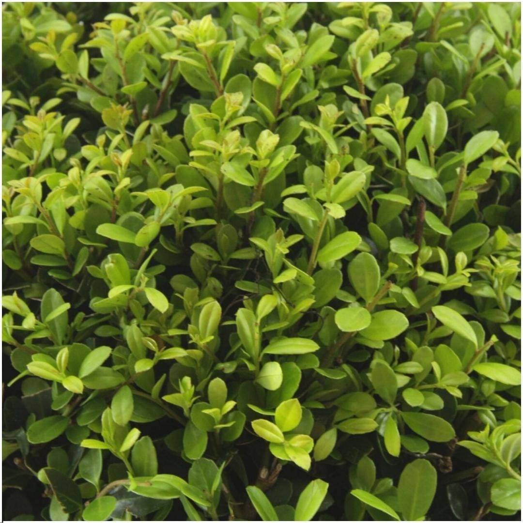 12 X 6 Pack Ilex Crenata 'Jenny' - Ø7 Cm - ↕15 Cm - Afbeelding 4