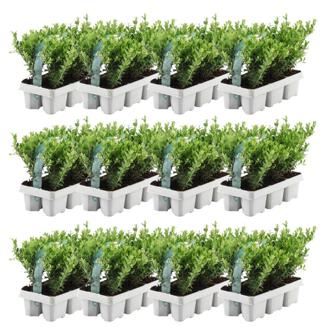 12 X 6 Pack Ilex Crenata 'Jenny' - Ø7 Cm - ↕15 Cm - Afbeelding 6