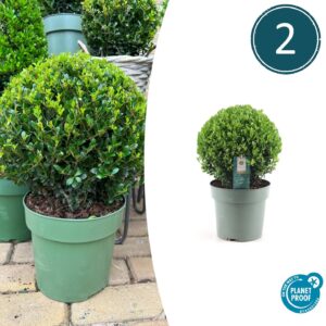 2X Ilex Crenata 'Jenny' Bol Xl | Set Van 2 Stuks | 25 Cm Ø