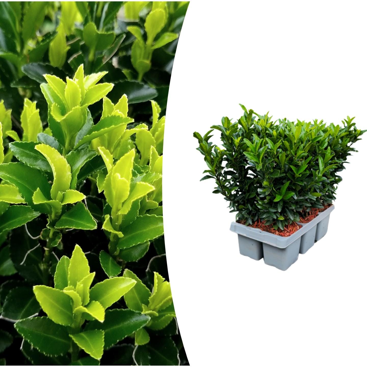 1X 6 Pack Euonymus 'Green Spire' - Ø 7 Cm - ↨ 15 Cm