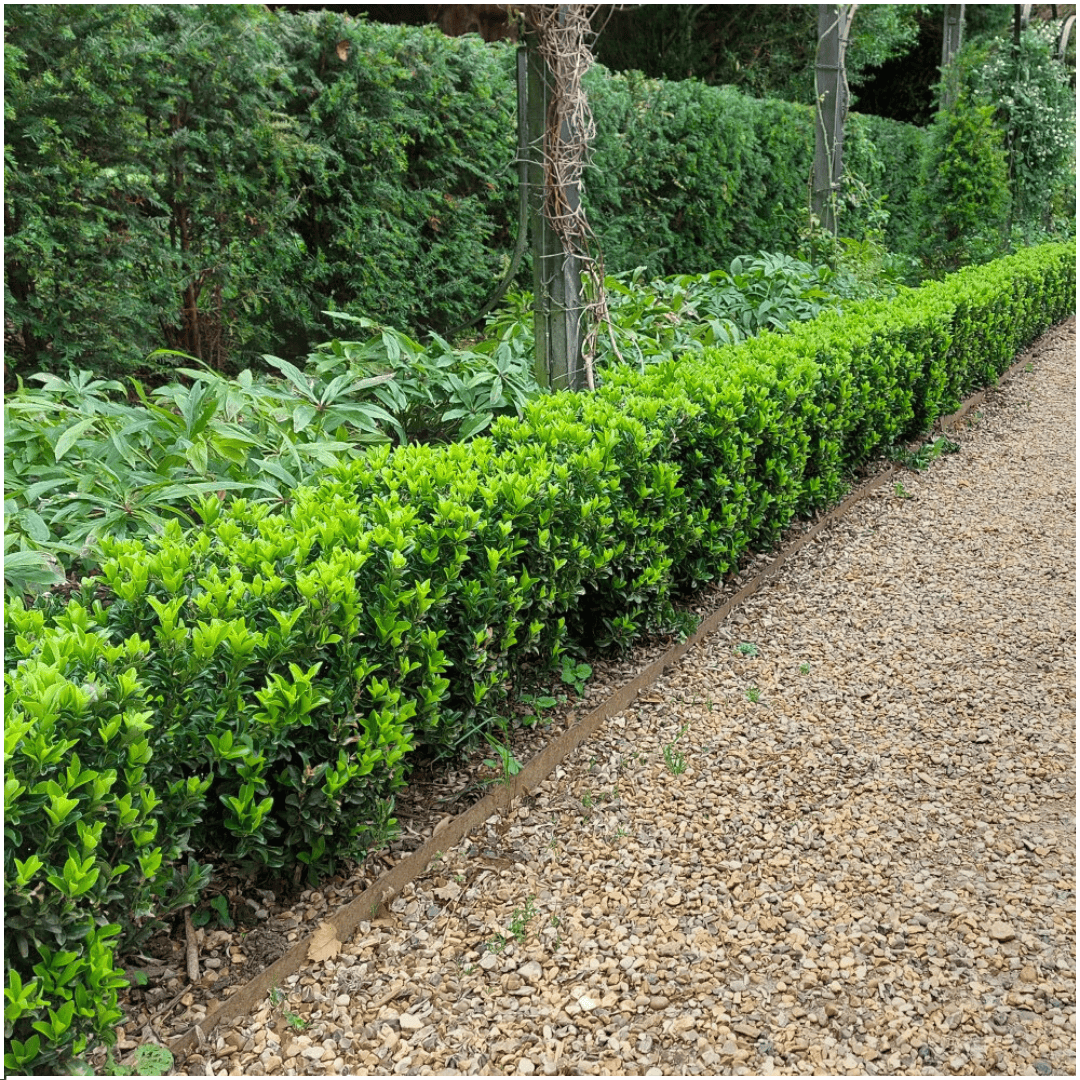 1X 6 Pack Euonymus 'Green Spire' - Ø 7 Cm - ↨ 15 Cm - Afbeelding 4