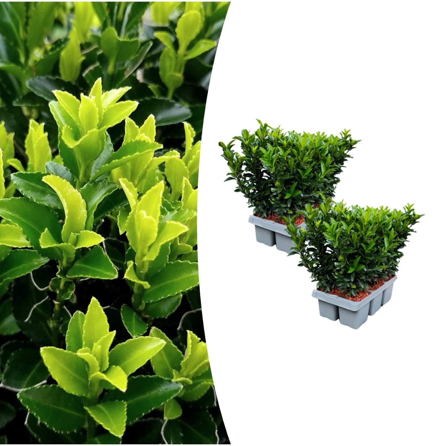 2 X 6 Pack Euonymus 'Green Spire' - Ø 7 Cm - ↨ 15 Cm