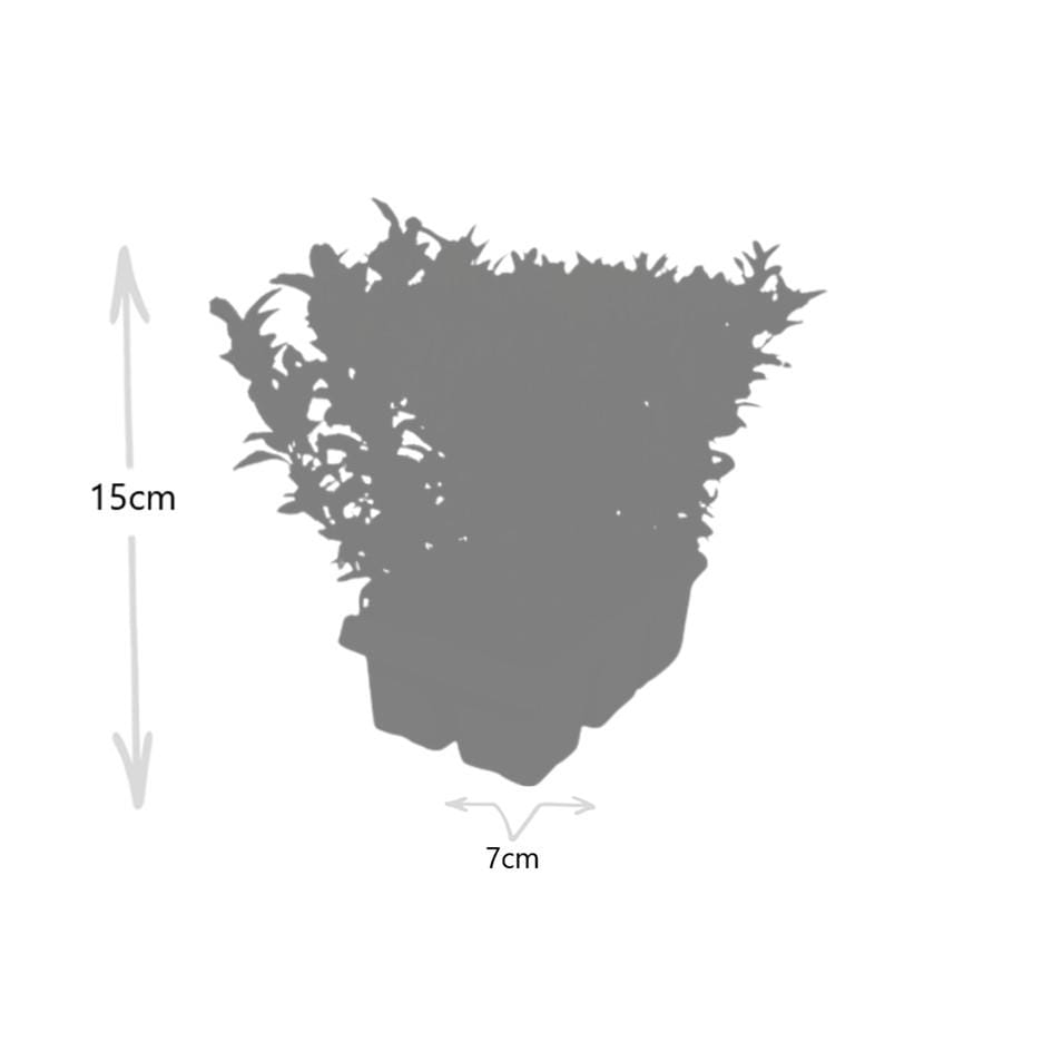 2 X 6 Pack Euonymus 'Green Spire' - Ø 7 Cm - ↨ 15 Cm - Afbeelding 2