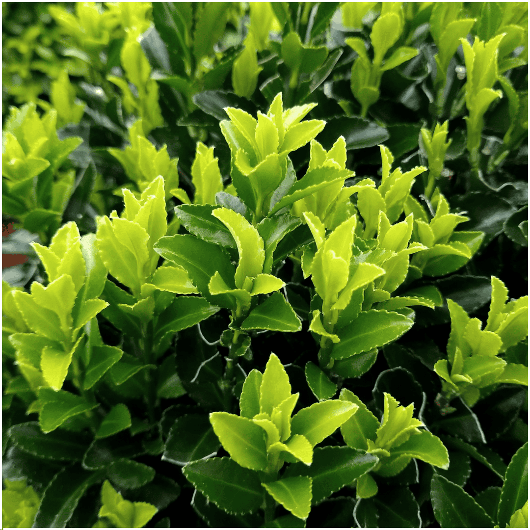 2 X 6 Pack Euonymus 'Green Spire' - Ø 7 Cm - ↨ 15 Cm - Afbeelding 3