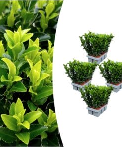 4 X 6 Pack Euonymus 'Green Spire' - Ø 7 Cm - ↨ 15 Cm