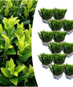 12 X 6 Pack Euonymus 'Green Spire' - Ø 7 Cm - ↨ 15 Cm